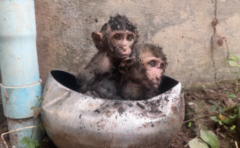 Monkey Kiki Family
